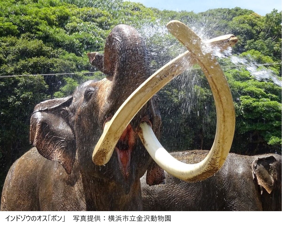 夜の動物を見るチャンス! よこはま夜の動物園の見どころを聞く<後編> - 海外・帰国子女に役立つ学校&教育情報サイト ー 帰国便利帳Web