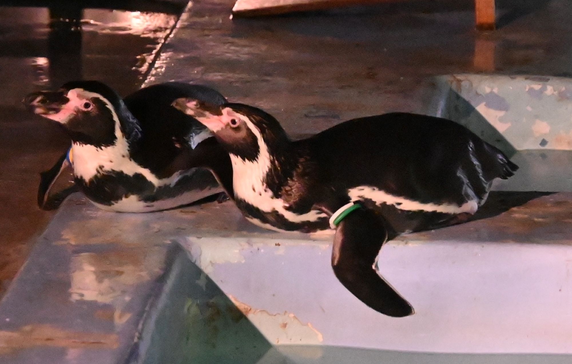 フンボルトペンギン　写真提供：横浜市立金沢動物園
