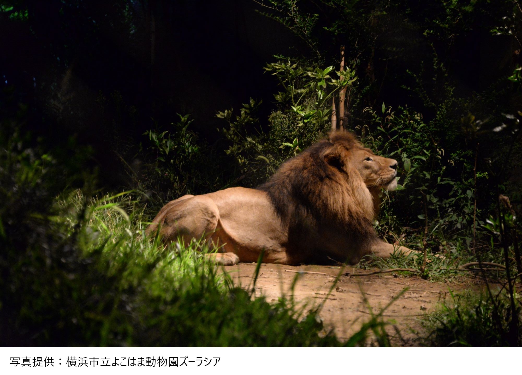 ナイトズー2023‼夜の動物園を楽しもう! – ナイトズー2025‼夜の動物園を楽しもう! – OZBI